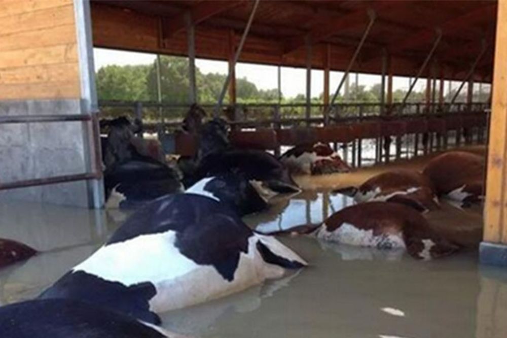 POSAVINA: 400 krava udavilo se na farmi kod Šamca, tela plutaju po vodi