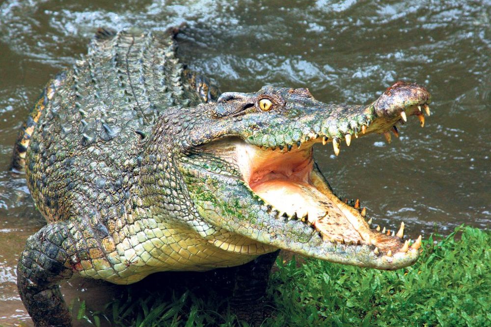 PANIKA: Austrijanka videla krokodila u Dunavu!
