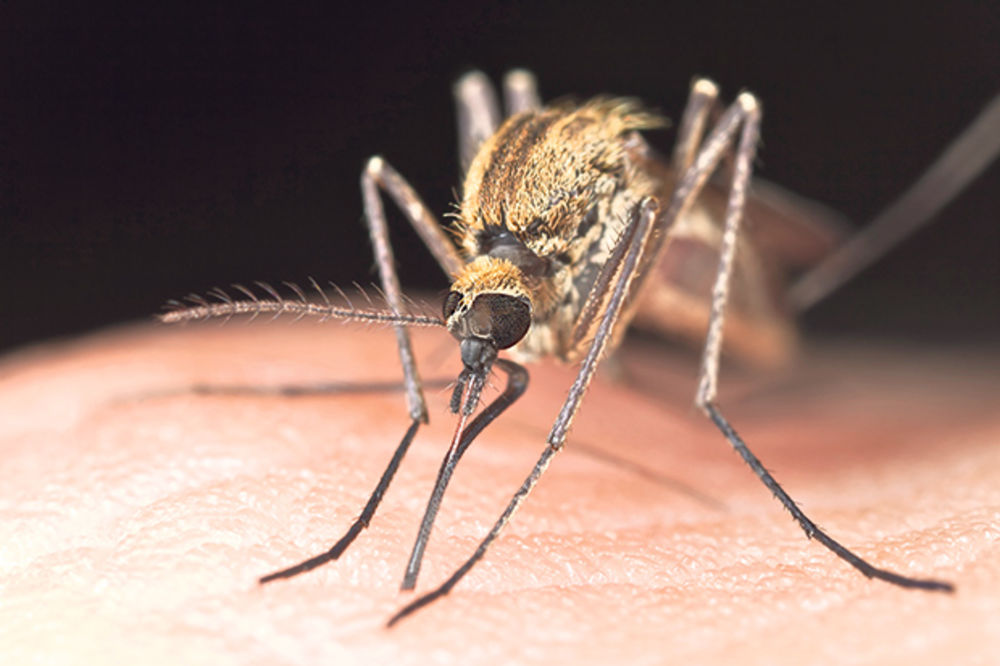 22 ZARAŽENIH: Prvi slučajevi denga groznice u Japanu posle 70 godina!