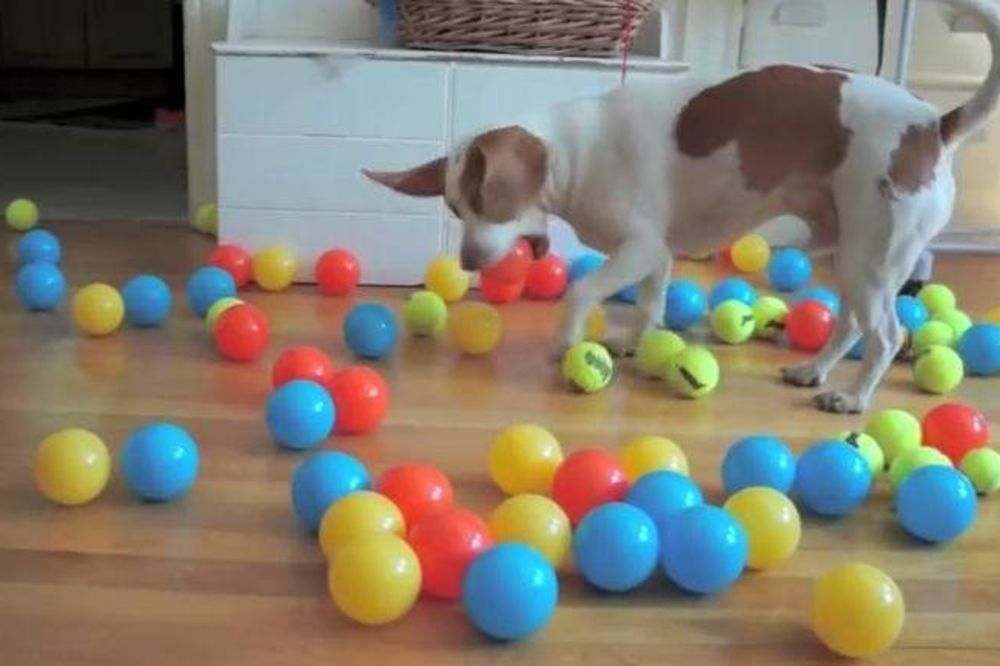 OVO NIJE OČEKIVAO: Pogledajte šta je ovaj pas dobio za rođendan!
