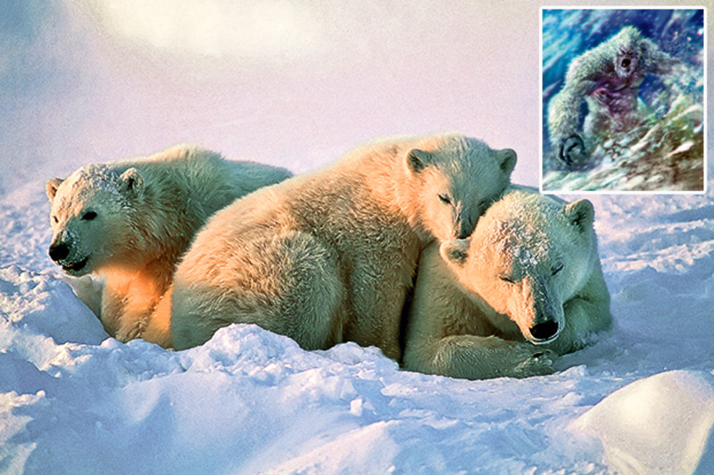 NEVEROVATNO: Zastrašujući jeti je polarni medved?