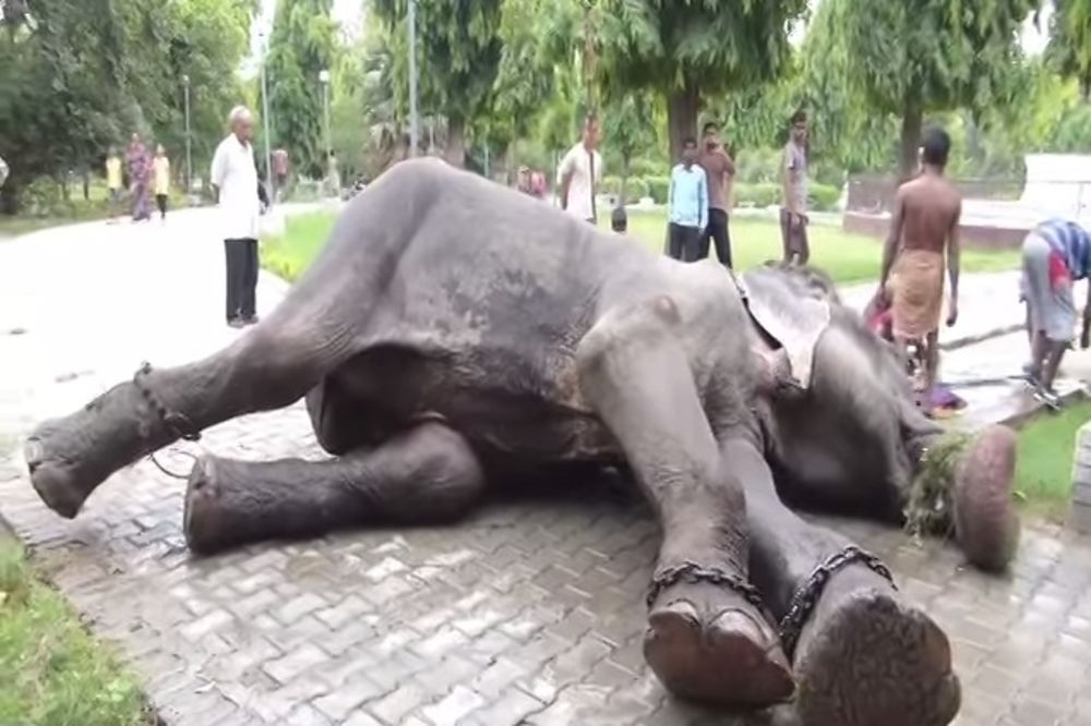 (VIDEO) 50 GODINA U OKOVIMA: Slon Radžu plakao kad su mu skinuli lance!