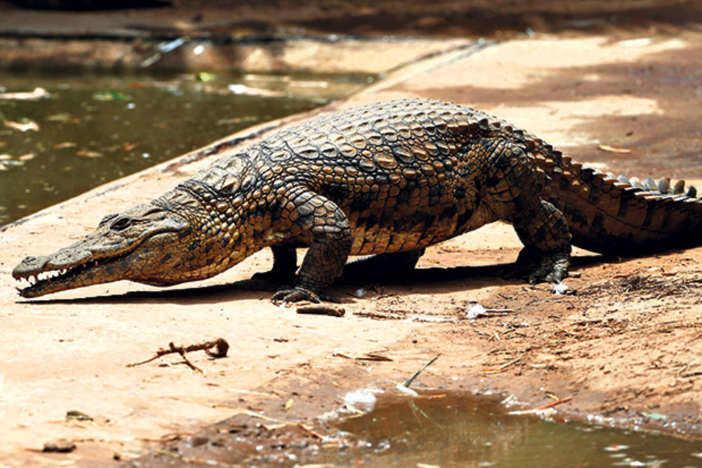 Kako je pijani lovac savladao džinovskog krokodila?