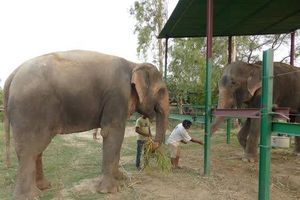 (VIDEO) NOVI ŽIVOT: Zaljubio se slon koji je plakao posle 50 godina u lancima!