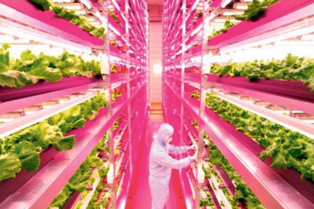 Izuzetan izum: Otvorena fabrika zelene salate!