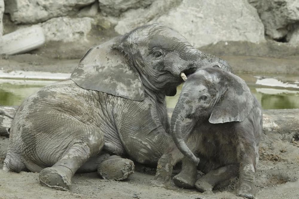 (FOTO) RASHLAĐIVANJE: U Bečkom zoo-vrtu tuširaju životinje i daju im sladoled