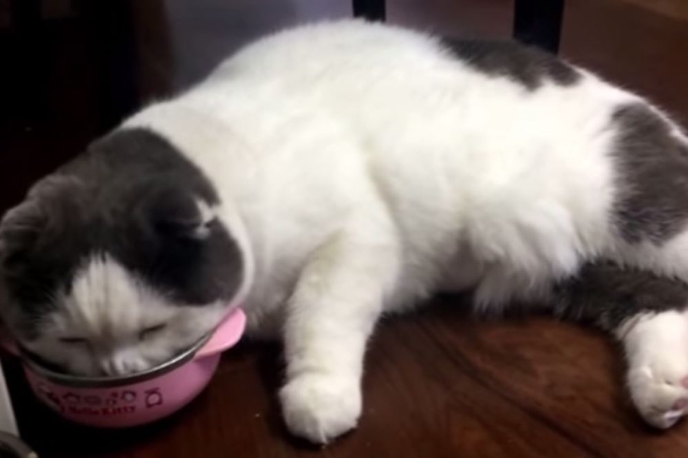 MRZI GA DA STOJI: Mačak Mimers je toliko lenj da jede ležeći!
