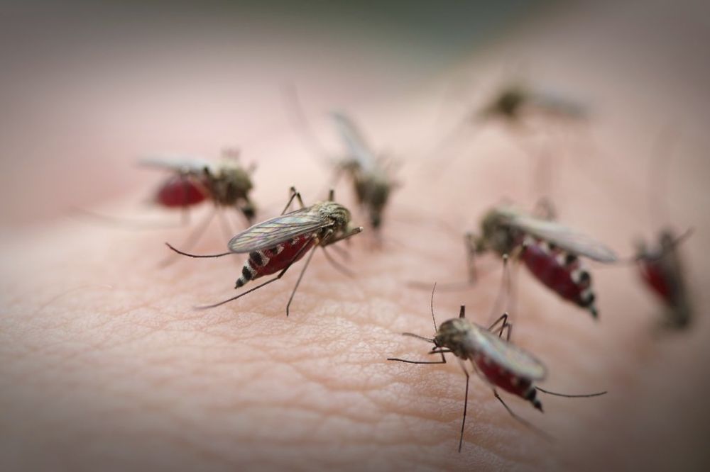 PANČEVO NA MUKAMA: 20 puta više komaraca od dozvoljenog broja!