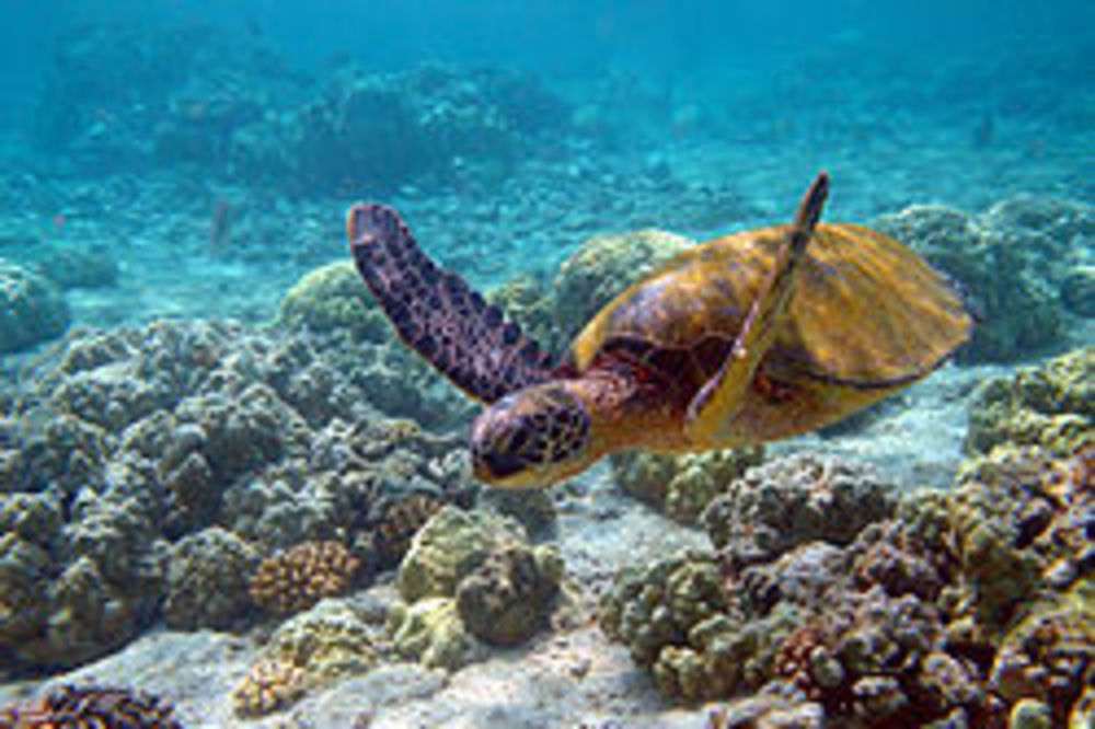 PREŠLA 3.979 KILOMETARA: Zelena morska kornjača svetska putnica
