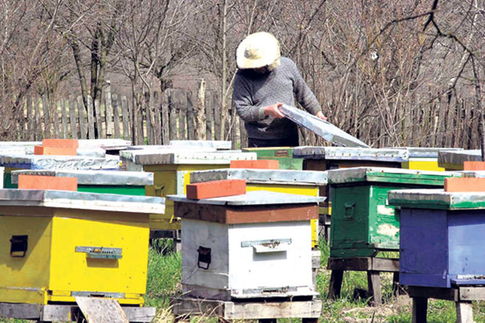 OSTAJEMO BEZ MEDA: Poplave i nemar ugrozile pčelarstvo!