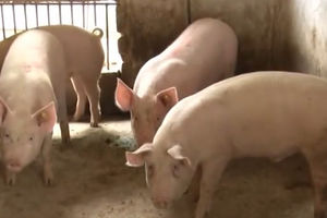 RADOSLAV IDE 5 DANA U ZATVOR: Tri svinje bile blatnjave, pa ih veterinar nije vakcinisao -150 dinara