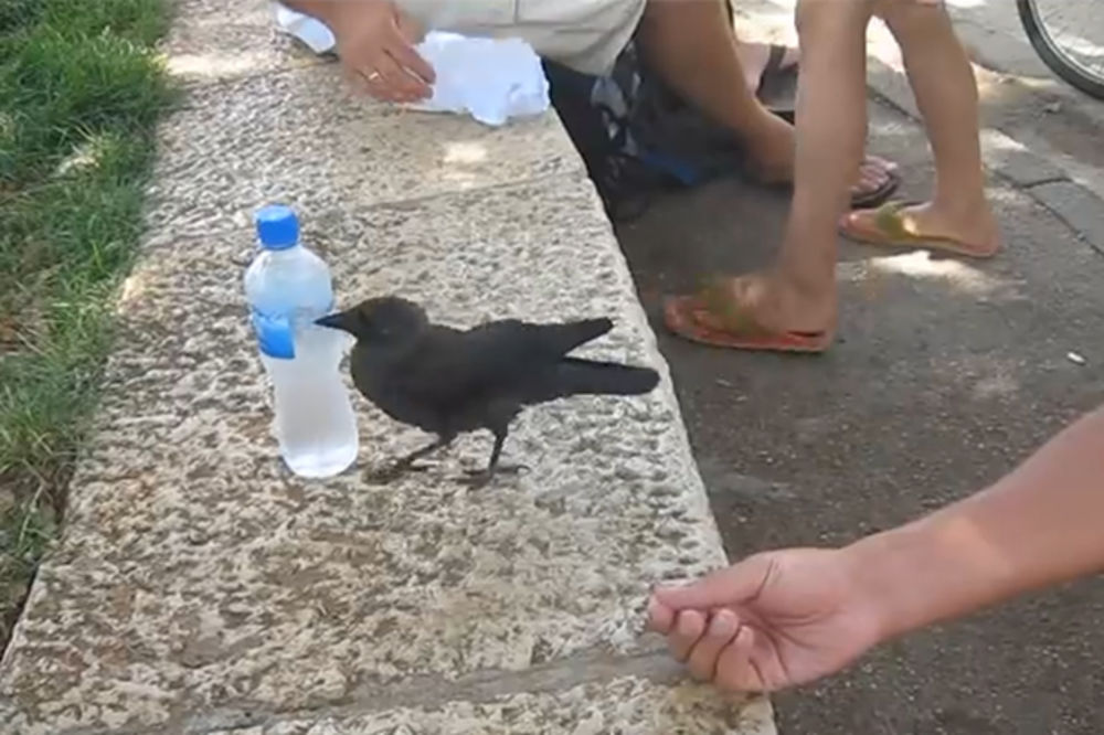 VRANA AJNŠTAJN: Pogledajte kako se žedna ptica obratila ljudima za pomoć!