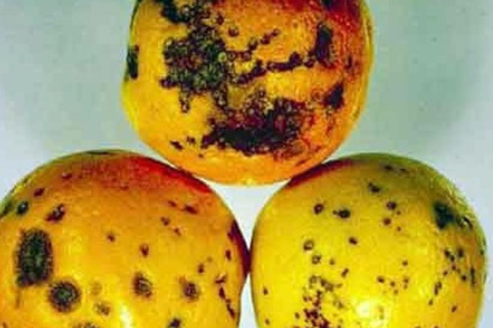 CRNA TAČKA: Narandže iz Južne Afrike zaražene gljivičnom infekcijom!