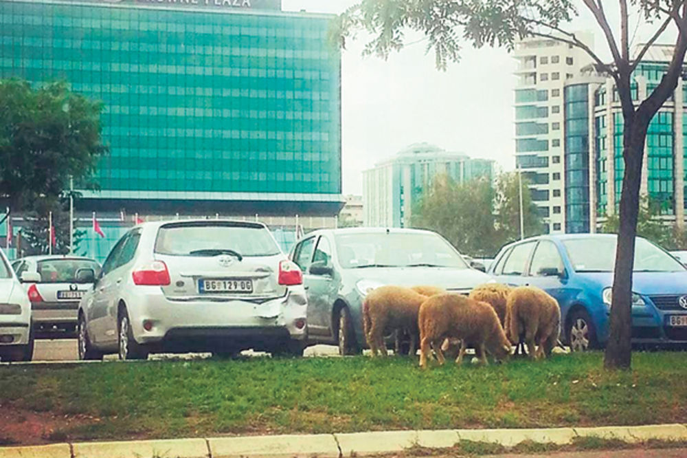 Ovce pasu pored elitnog hotela!