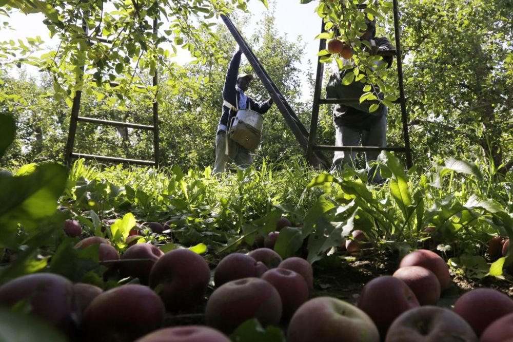 NALJUTILI SE: Poljaci jedu jabuke u inat Putinu