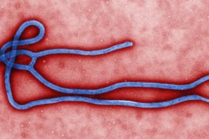 IMA NADE: SZO razmIšlja da pusti eksperimentalni lek protiv ebole