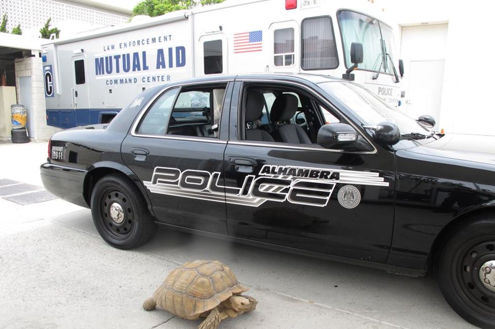 POLICIJA LOS ANĐELESA: Priveli smo kornjaču posle kratke potere!