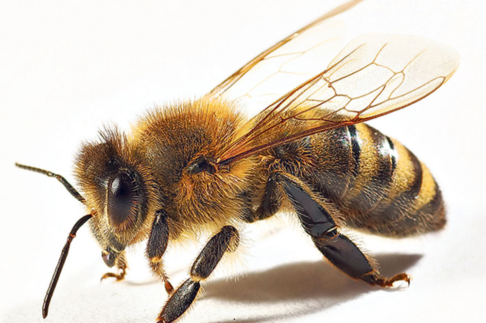 OTKRIĆE KOJE DAJE NADA: Otrov pčela, škorpija i zmija lek protiv raka!