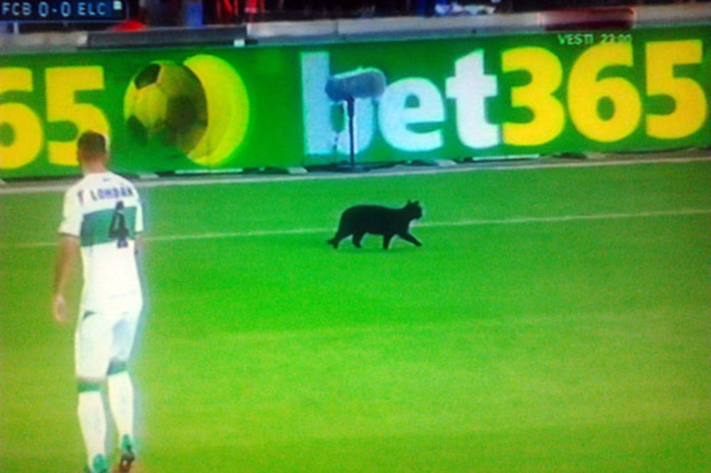 (VIDEO) KOME ĆE DONETI NESREĆU: Crna mačka prekinula meč Barselone i Elčea