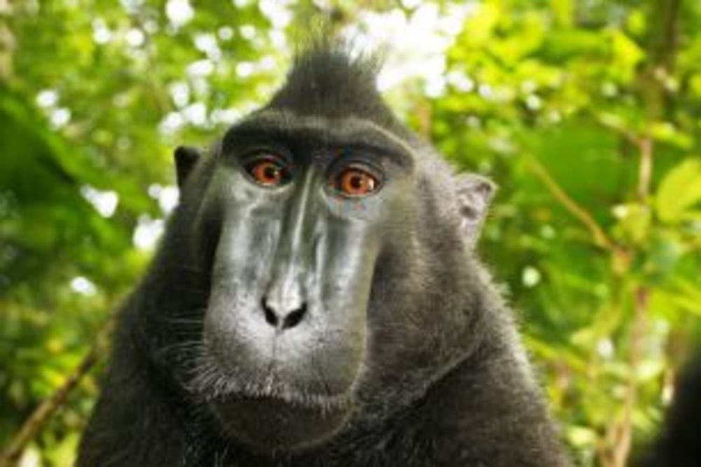 BIZARNA BITKA ZA AUTORSKA PRAVA: Majmun ne može da zaštiti svoj selfi!