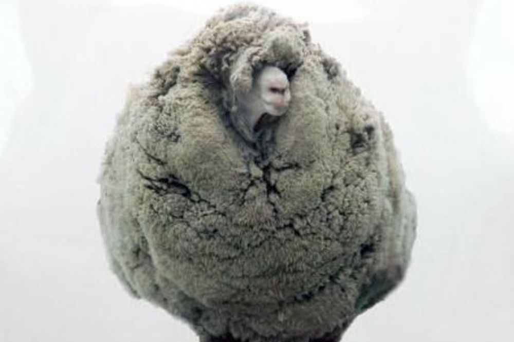 NIJE HTELA NA ŠIŠANJE: Ovca sa 20 kilograma vune