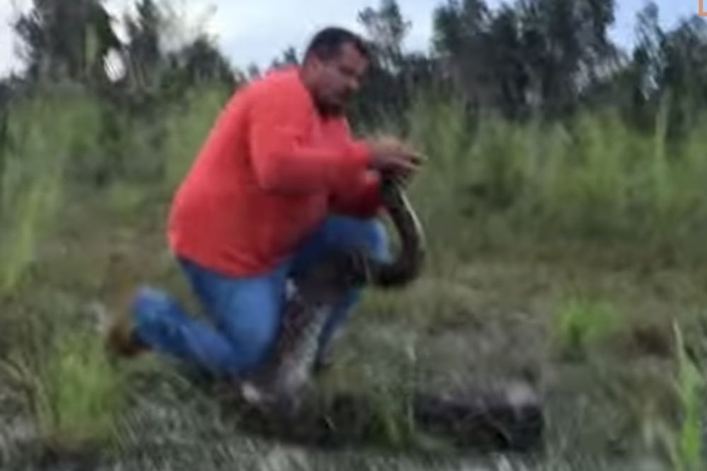 (VIDEO) ČOVEK PROTIV ZVERI: Pogledajte kako se lovac na zmije golim rukama bori protiv pitona!