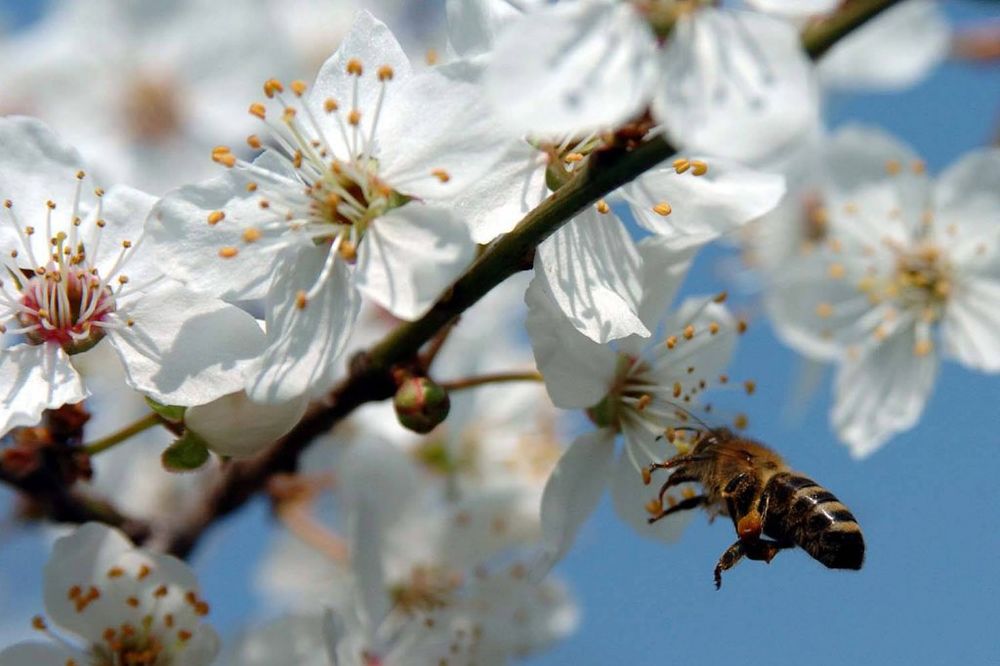 ČUDO U PRIJEPOLJU: Kruške jerbasme procvetale u Hisardžiku