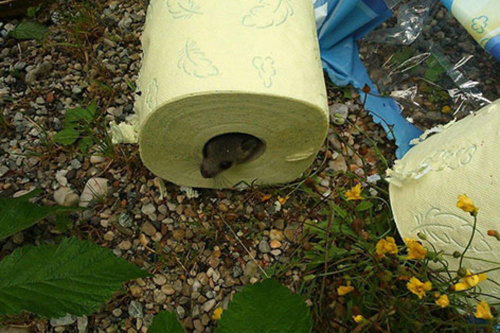 (FOTO) Našli živog glodara u rolni toalet papira!