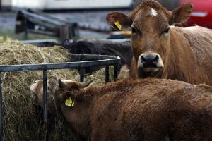 ZARAZA NA FARMAMA: Neizlečiva bolest napada krave!
