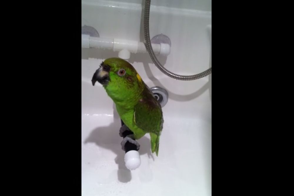 (VIDEO) PRAVAC OPERA: Papagaj peva ruske pesme pod tušem!