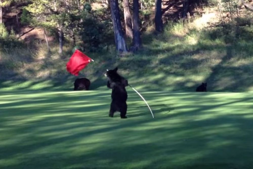 VIDEO KOJI ĆE VAM ULEPŠATI DAN: Pogledajte ples medvedića oko golf zastavice!