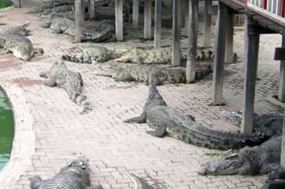 Tajlađanku rastrgli krokodili čim je skočila u jezero