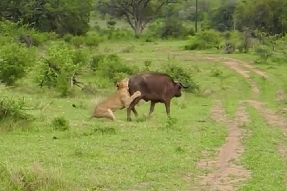 (VIDEO) Lav savladao bizona i krenuo da ga jede, ali onda se dogodilo nešto neverovatno!