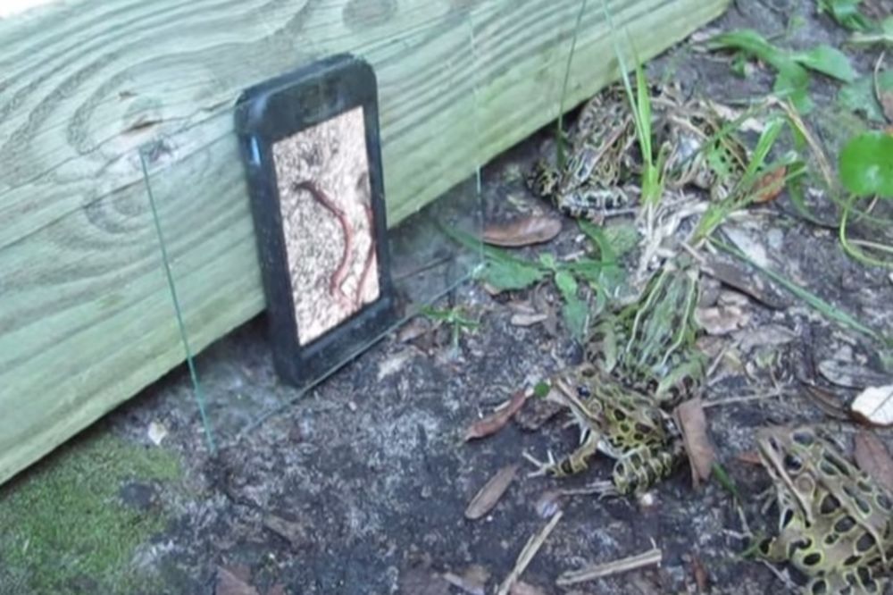 (VIDEO) Zašto su sve žabe iz dvorišta navalile na ajfon?