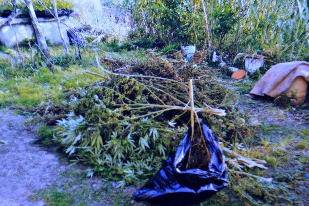 AKCIJA POLICIJE U RIPNJU: Zaplenjeno 17 kilograma marihuane!