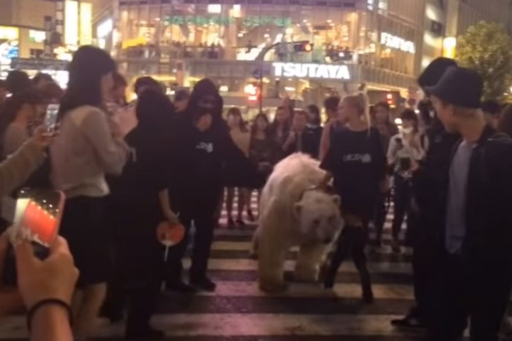 HISTERIJA U TOKIJU: Plavuša šeta belog medveda centrom grada