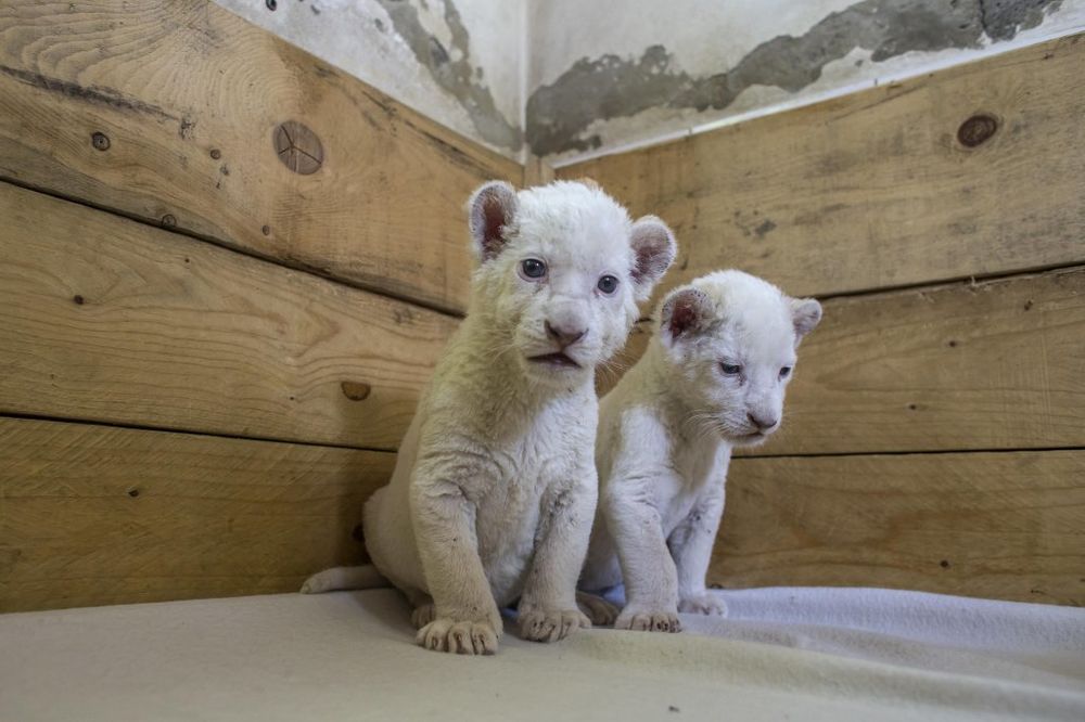 (FOTO) PRINOVA U VRTU DOBRE NADE: Bogatiji smo za dva mladunčeta belih lavova!