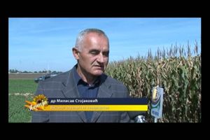Dr Milisav Stojaković o berbi kukuruza 2014. godine