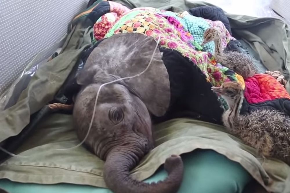 Pogledajte dramatično spasavanje slončeta i njegovih drugara iz divljine (VIDEO)