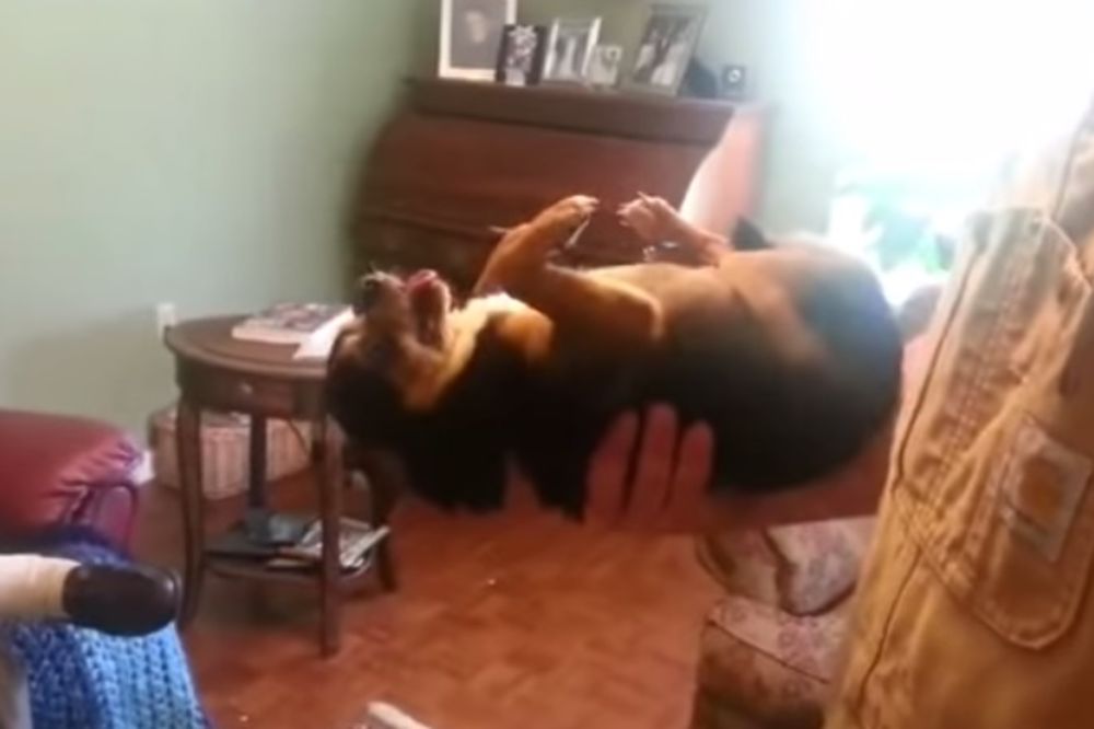 (VIDEO) UTERAO MU STRAH U KOSTI: Pas umre na mestu čim ga uzme mladić kojeg se boji!