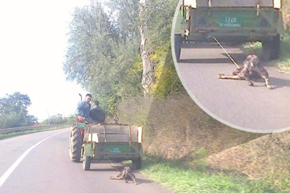 (FOTO) UŽAS KOD ALEKSINCA: Zavezali psa za traktor i vukli ga putem!