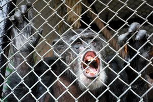 SAD: Šimpanze izgubile na sudu, neće dobiti prava koja imaju ljudi