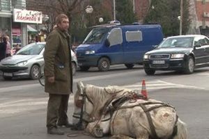 KAZNA ZA JAGODINCA: 6 meseci zatvora jer je tukao konja u centru grada