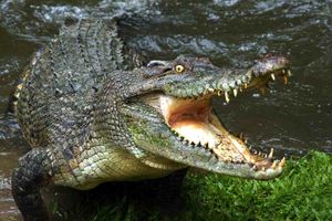 (VIDEO) NOVA DRAMA U ORLANDU: Aligator zgrabio i odvukao dečaka (2)