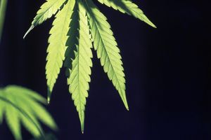 ILEGALNI MARKETING: Evo zbog čega je marihuana zabranjena biljka