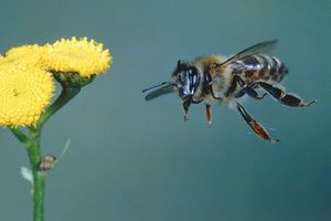 PČELARI, OPREZ: Zbog hemijskog voza zaštitite košnice u blizini pruga