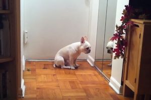(VIDEO) EMOTIVAC: Pogledajte kako je ovog psa pogodila pesma čuvene Adel