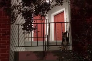 (VIDEO) VERNOST DO KRAJA: Pas nedeljama ispred stana čeka gazdu koji je ubijen u pucnjavi
