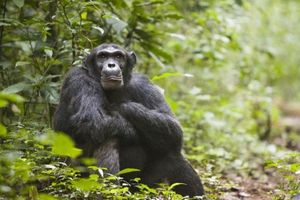 (VIDEO) Naučnici na pragu neverovatnog otkrića: Šimpanze izvode svete rituale?