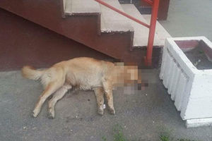 UZNEMIRUJUĆI FOTO MONSTRUMI SU OKO NAS Otrovan pas lutalica u Bačkoj Palanci, uginuo u teškim mukama